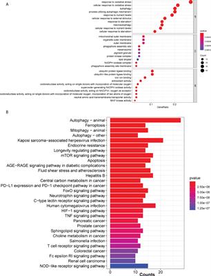 Characterization and validation of a ferroptosis-related LncRNA signature as a novel prognostic model for lung adenocarcinoma in tumor microenvironment